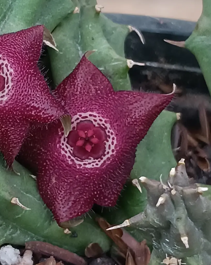 Huervalia 'White Eyes' 7 Seeds