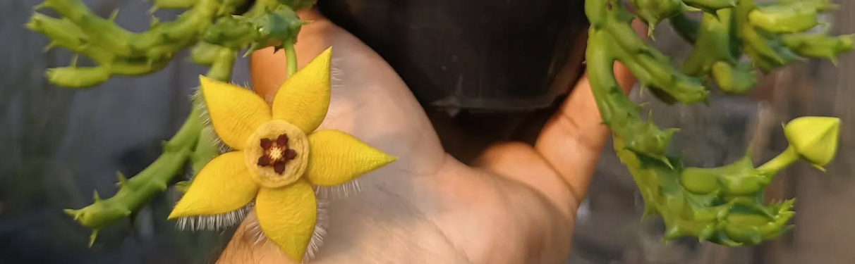 Orbea semota var lutea 7 Seeds