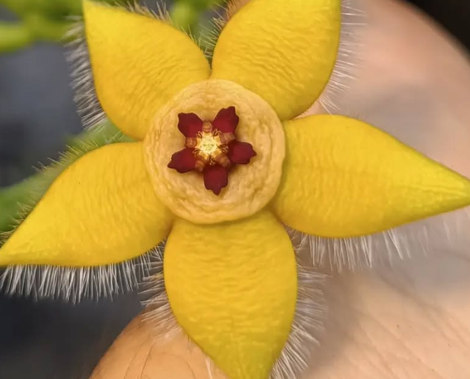 Orbea semota var lutea 7 Seeds