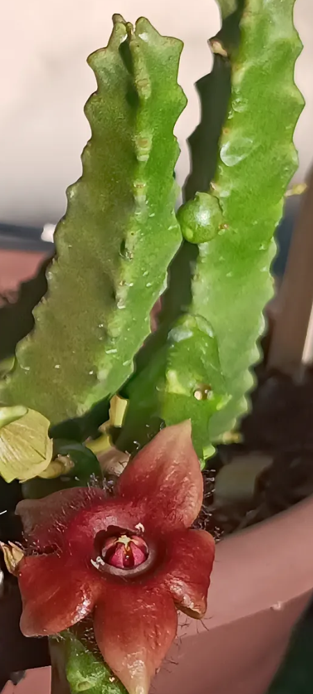 Duvaliandra dioscoridis 5 Seeds