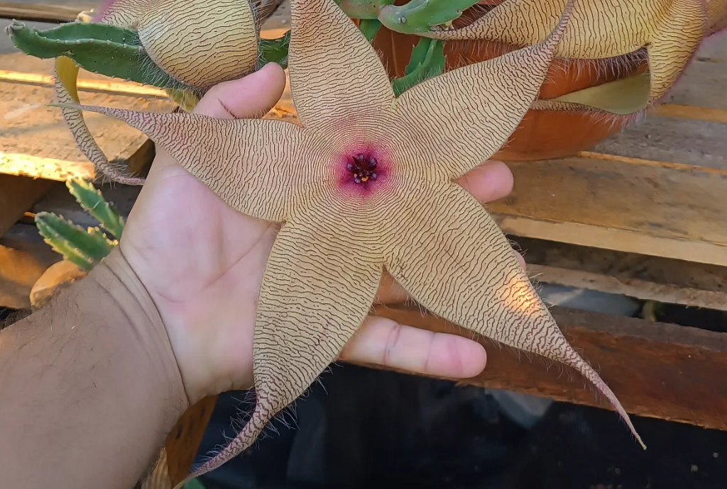 Stapelia Gigantea 6 Seeds
