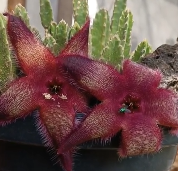 Stapelia grandiflora 6 Seeds