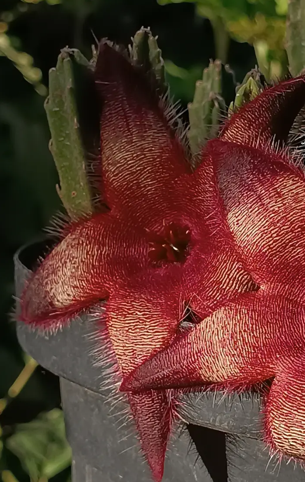 Stapelia grandiflora 6 Seeds