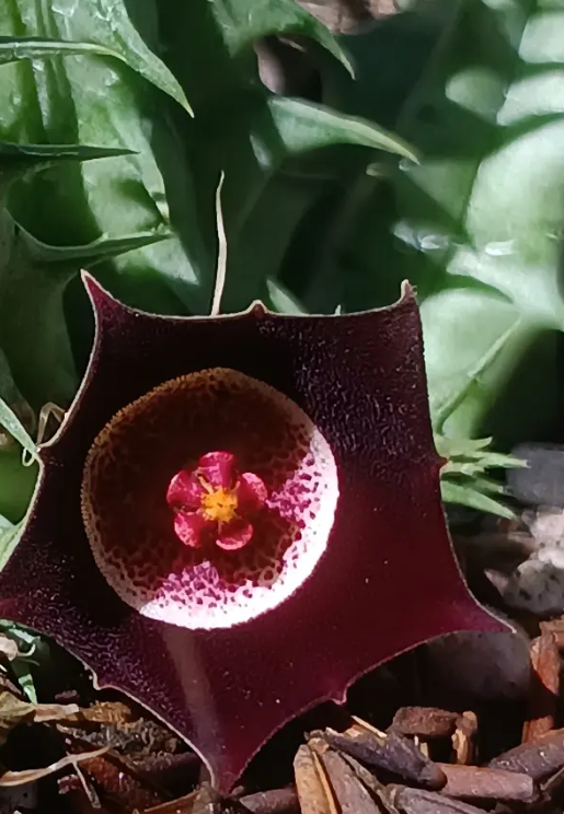 Huernia oculata 5 Seeds