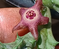 Huervalia 'Supernova' 7 Seeds