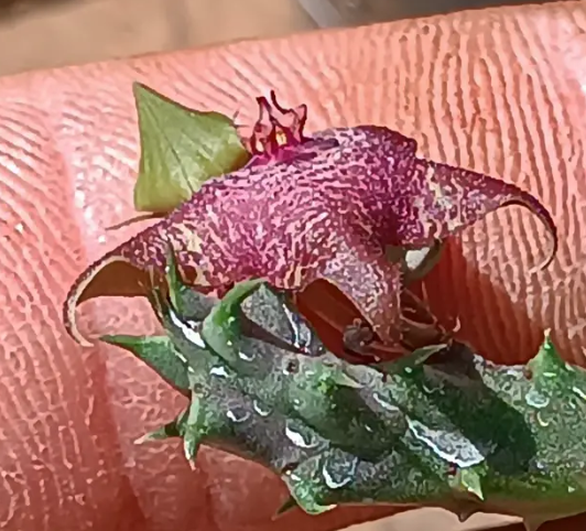 Huervalia 'Supernova' 7 Seeds