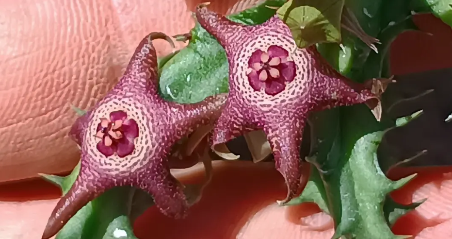Huervalia 'Supernova' 7 Seeds