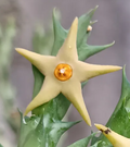 Angolluma aurantiaca 6 Seeds