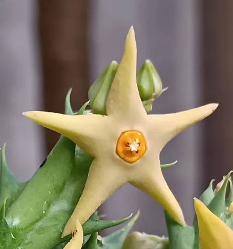 Angolluma aurantiaca 6 Seeds