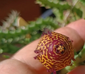 Orbea doldii 6 Seeds