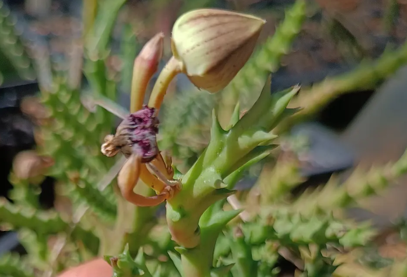 Orbea doldii 6 Seeds