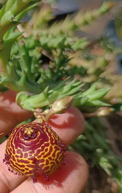 Orbea doldii 6 Seeds