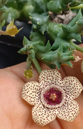 Orbea pulchella 6 Seeds