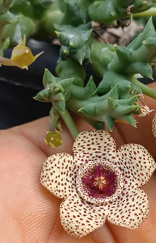 Orbea pulchella 6 Seeds