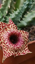 Huernia zebrina x Huernia plowesii 5 Seeds