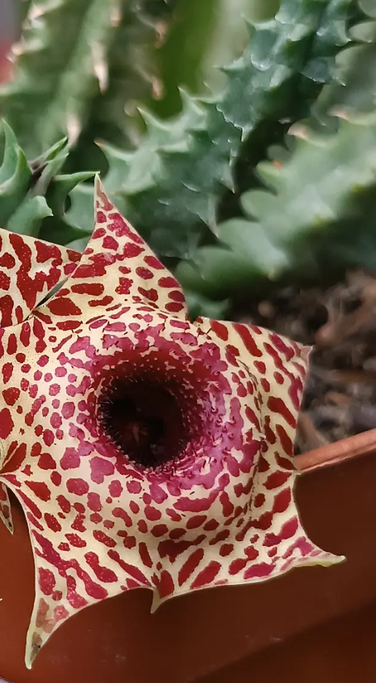 Huernia zebrina x Huernia plowesii 5 Seeds