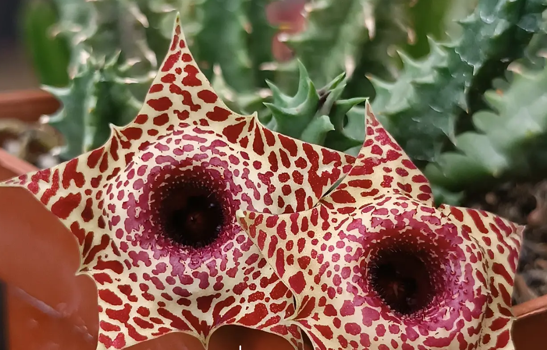 Huernia zebrina x Huernia plowesii 5 Seeds