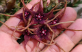 Orbea caudata ssp. rhodesiaca 6 Seeds