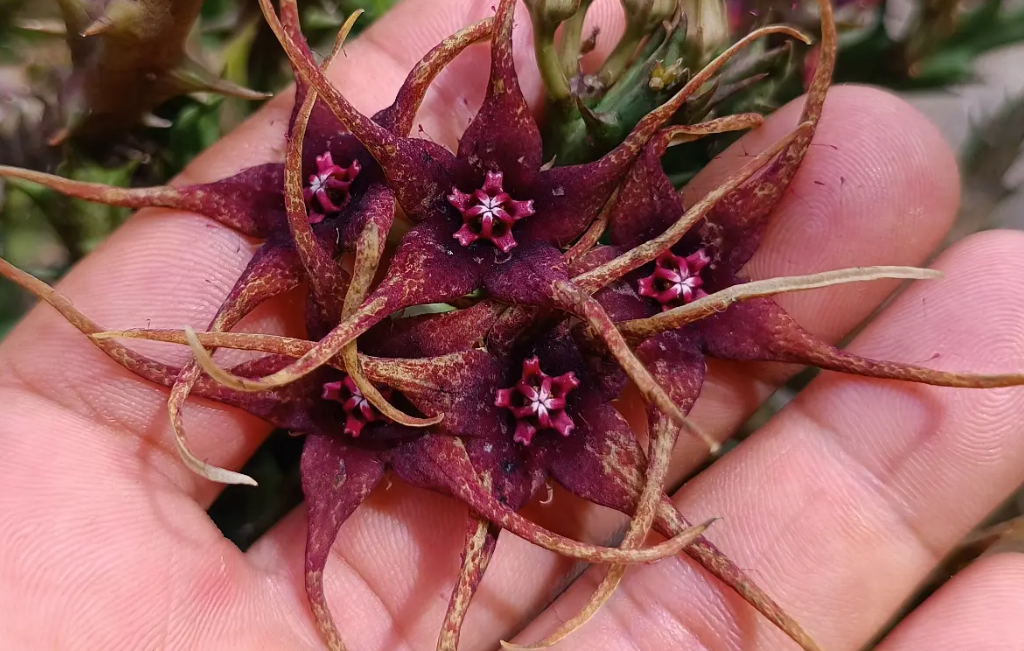 Orbea caudata ssp. rhodesiaca 6 Seeds