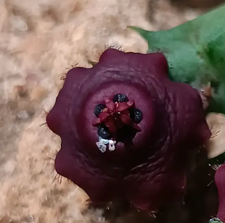 Ballyanthus prognathus 5 Seeds