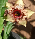 Orbea paradoxa 6 Seeds