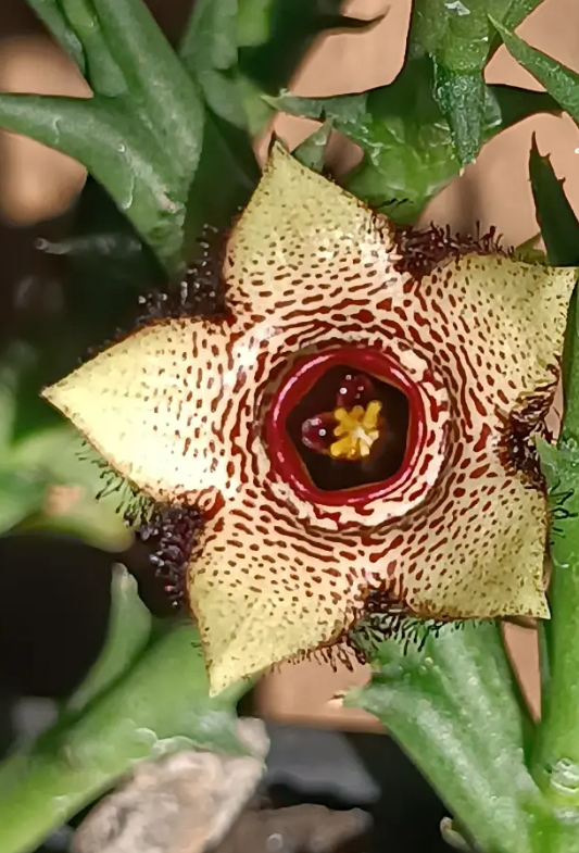 Orbea paradoxa 6 Seeds