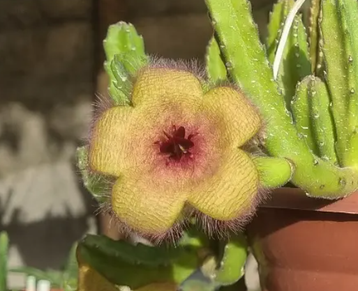 Stapelia Unicornis 7 Seeds