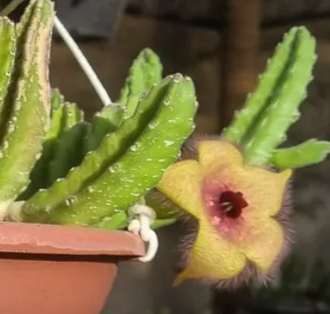 Stapelia Unicornis 7 Seeds