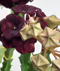 Caralluma umbellata 5 Seeds