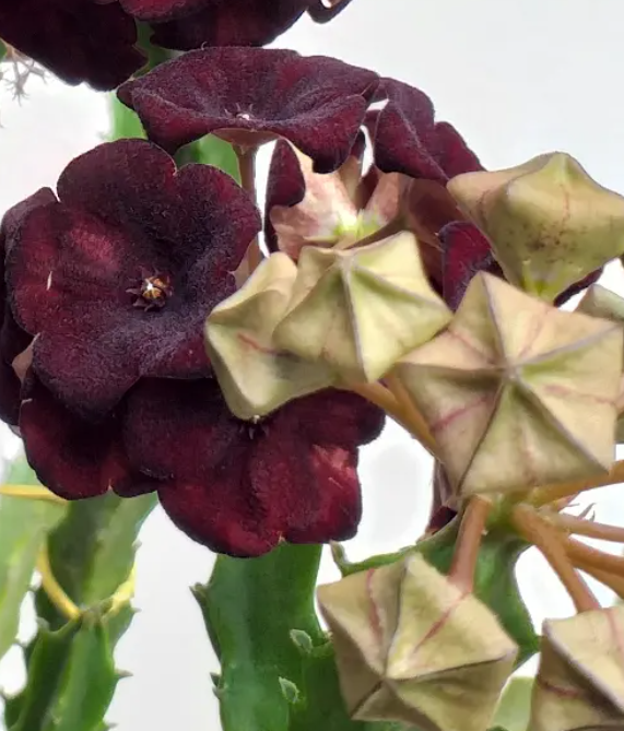 Caralluma umbellata 5 Seeds