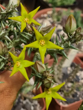 Orbea denboefii 6 Seeds