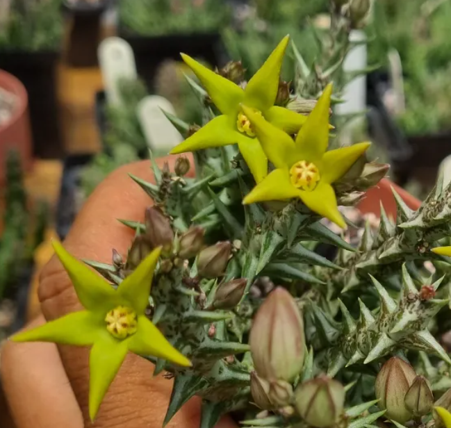 Orbea denboefii 6 Seeds