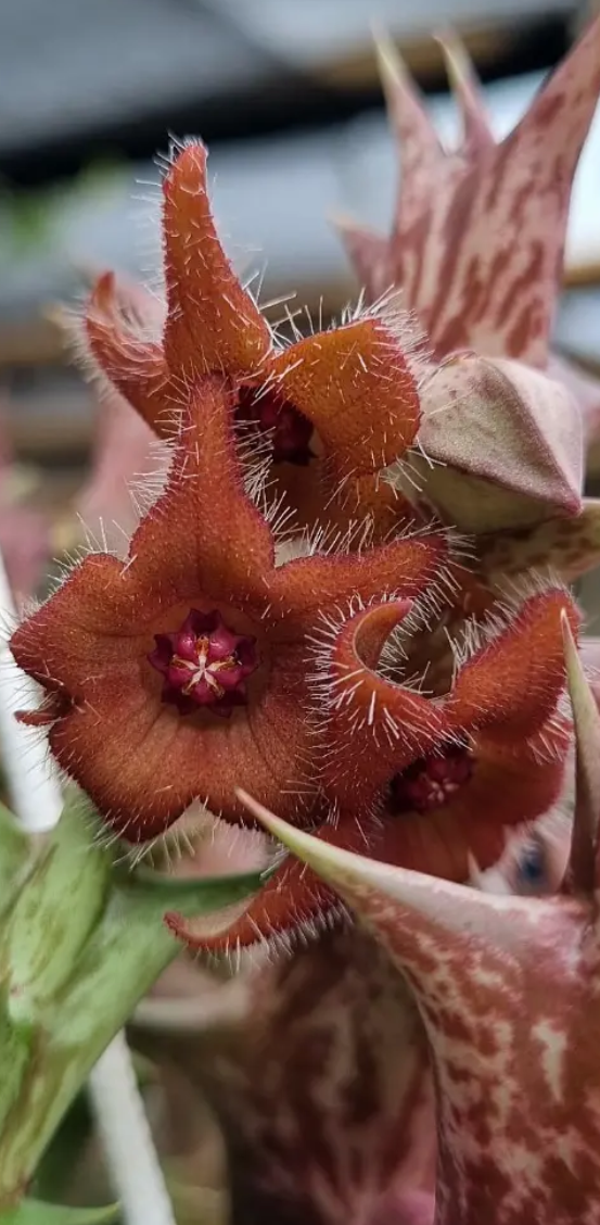 Orbea 'Cupid' 6 Seeds