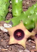 Huernia scheinideriana 5 Seeds