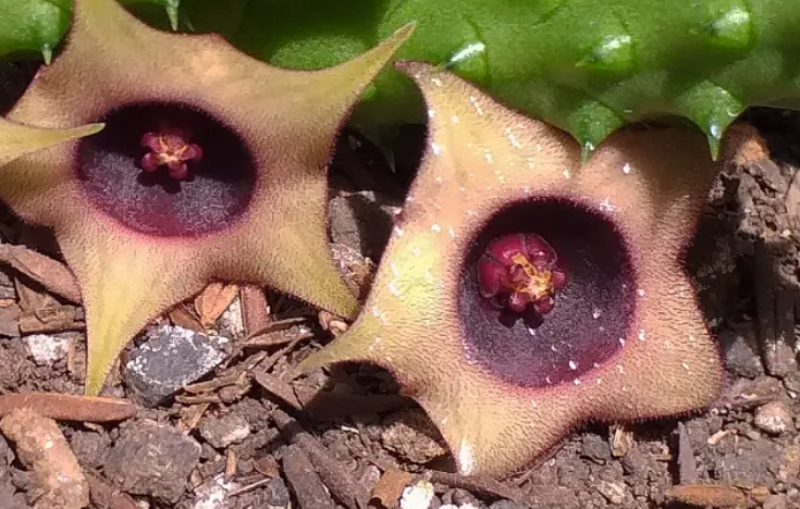 Huernia scheinideriana 5 Seeds