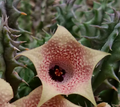 Huernia 'Wet Lips' 5 Seeds
