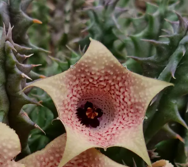 Huernia 'Wet Lips' 5 Seeds