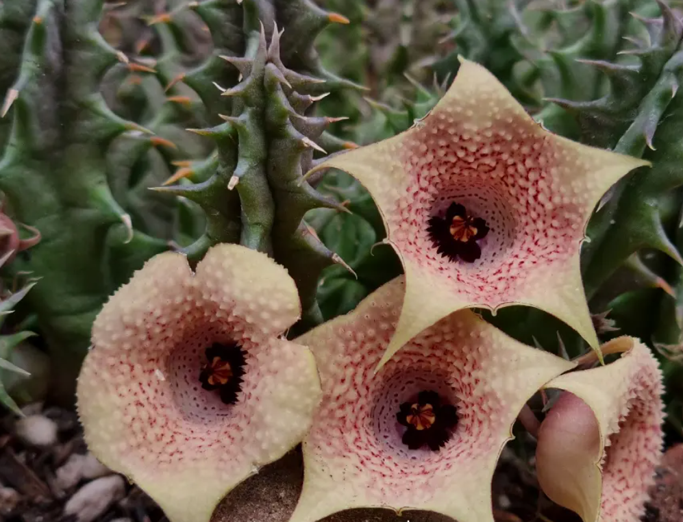 Huernia 'Wet Lips' 5 Seeds