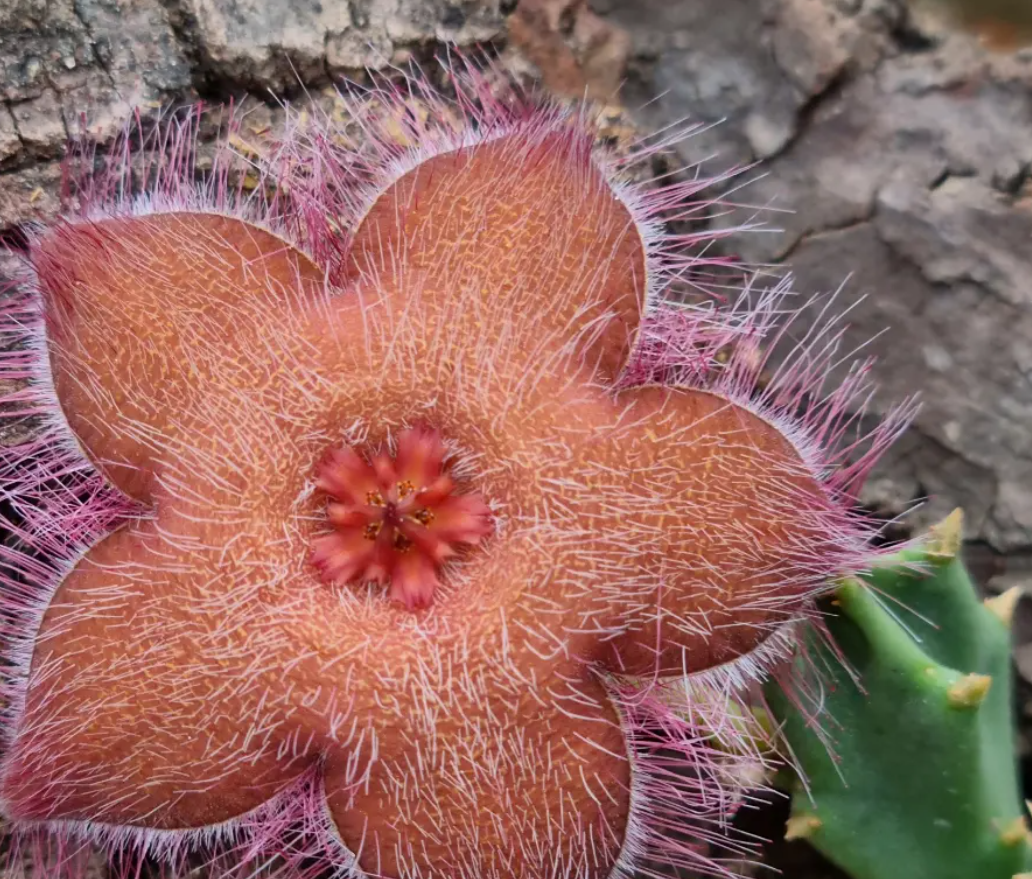 Orbea melanantha x Stapelia hirsuta 6 Seeds