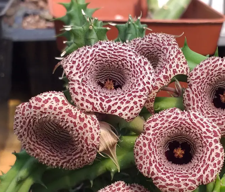 Huernia hislopii 5 Seeds