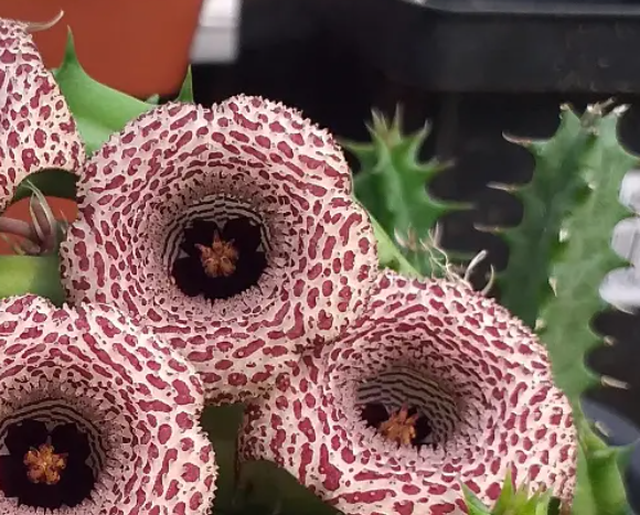 Huernia hislopii 5 Seeds