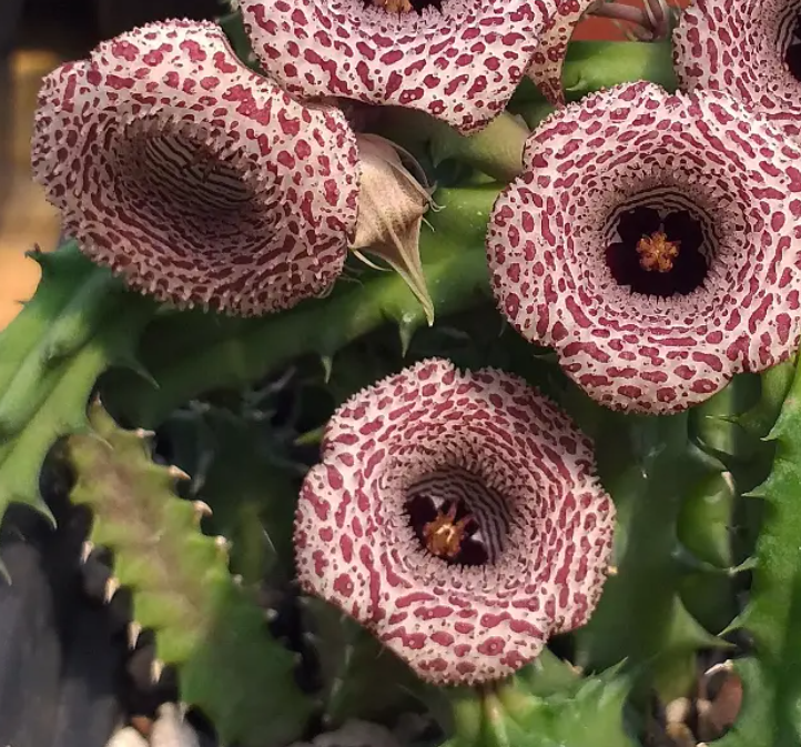 Huernia hislopii 5 Seeds