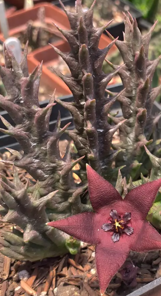 Stapelia baylissii 7 Seeds