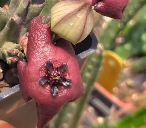 Stapelia baylissii 7 Seeds