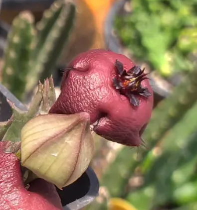 Stapelia baylissii 7 Seeds