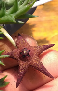 Orbea woodii 6 Seeds