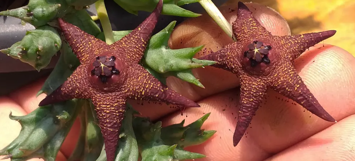 Orbea woodii 6 Seeds