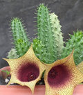 Tavaresia barklyi x Huernia sp. 7 Seeds