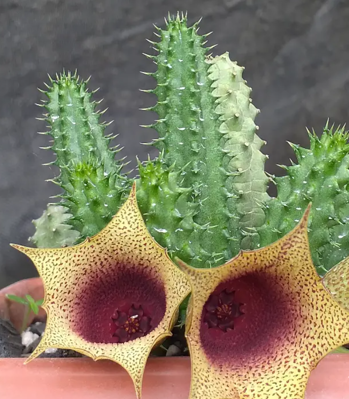 Tavaresia barklyi x Huernia sp. 7 Seeds