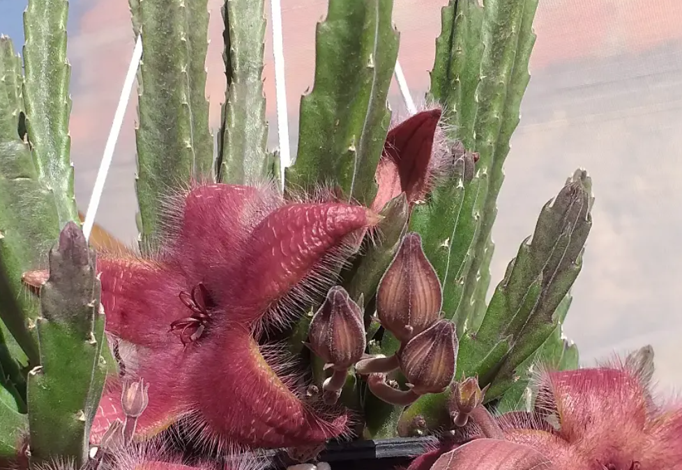 Stapelia desmetiana 7 Seeds